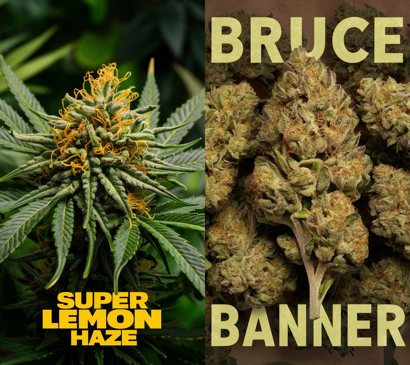Weed Bundle Super Lemon Haze und Bruce Banner kaufen bei Rauch-Planet.de