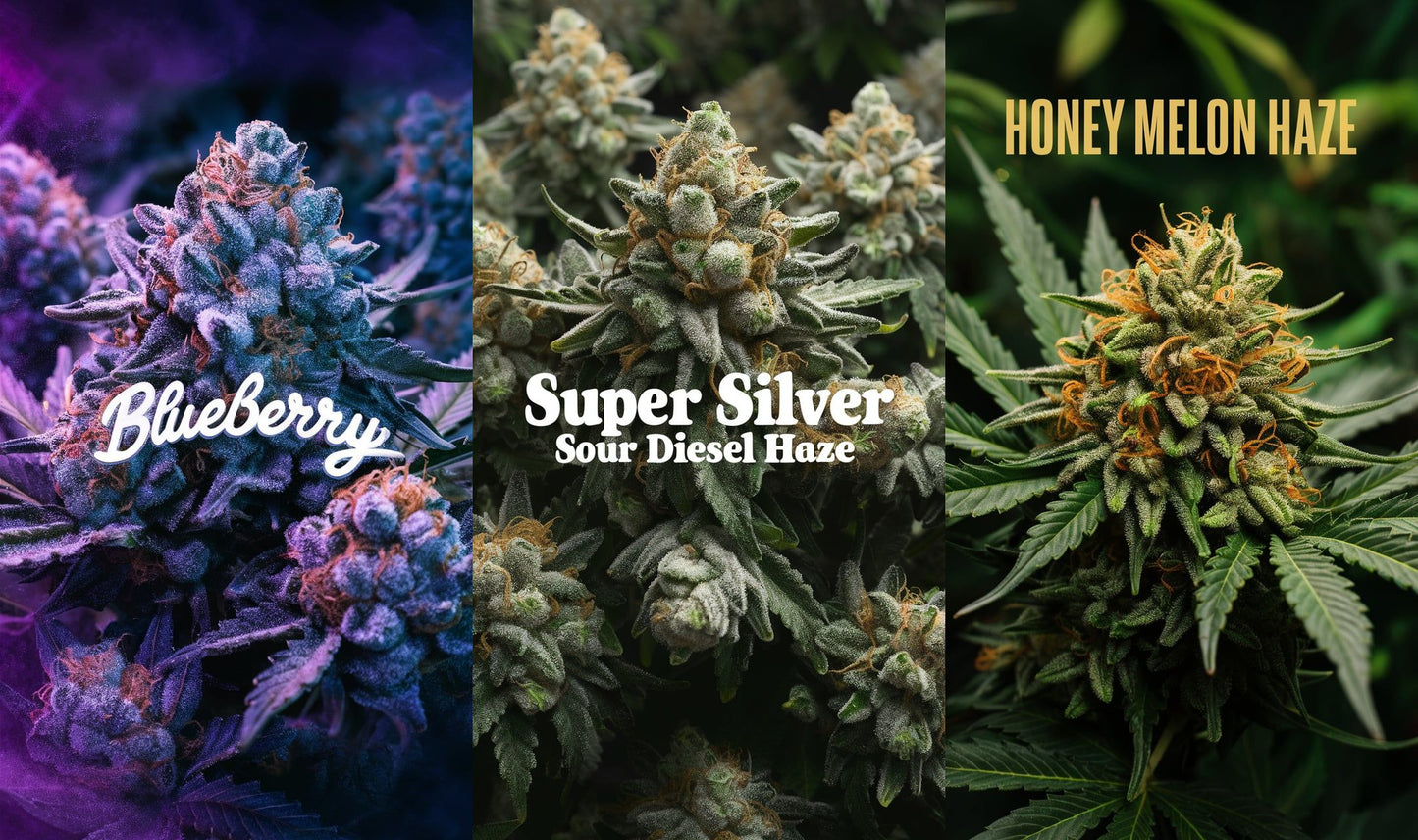 Cannabis Blüten Blueberry, Super Silver Sour Diesel Haze und Honey Melon Haze kaufen bei Rauch-Planet.de