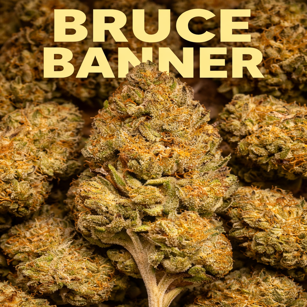 Bruce Banner Cannabis Blüten kaufen extrem stark

Bruce Banner Weed Diesel Frucht Aroma

hochwertige Bruce Banner Cannabis Blüten