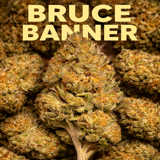 Bruce Banner Cannabis Blüten kaufen extrem stark

Bruce Banner Weed Diesel Frucht Aroma

hochwertige Bruce Banner Cannabis Blüten