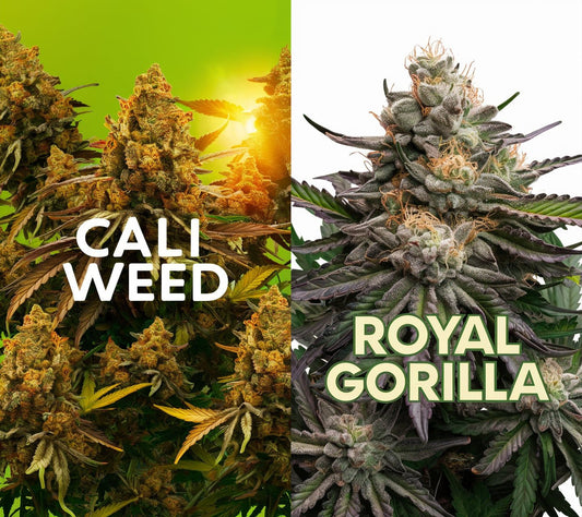 Weed Bundle Cali Weed und Royal Gorilla kaufen bei Rauch-Planet.de