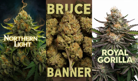 Cannabis Blüten Northern Light, Bruce Banner und Royal Gorilla kaufen bei Rauch-Planet.de