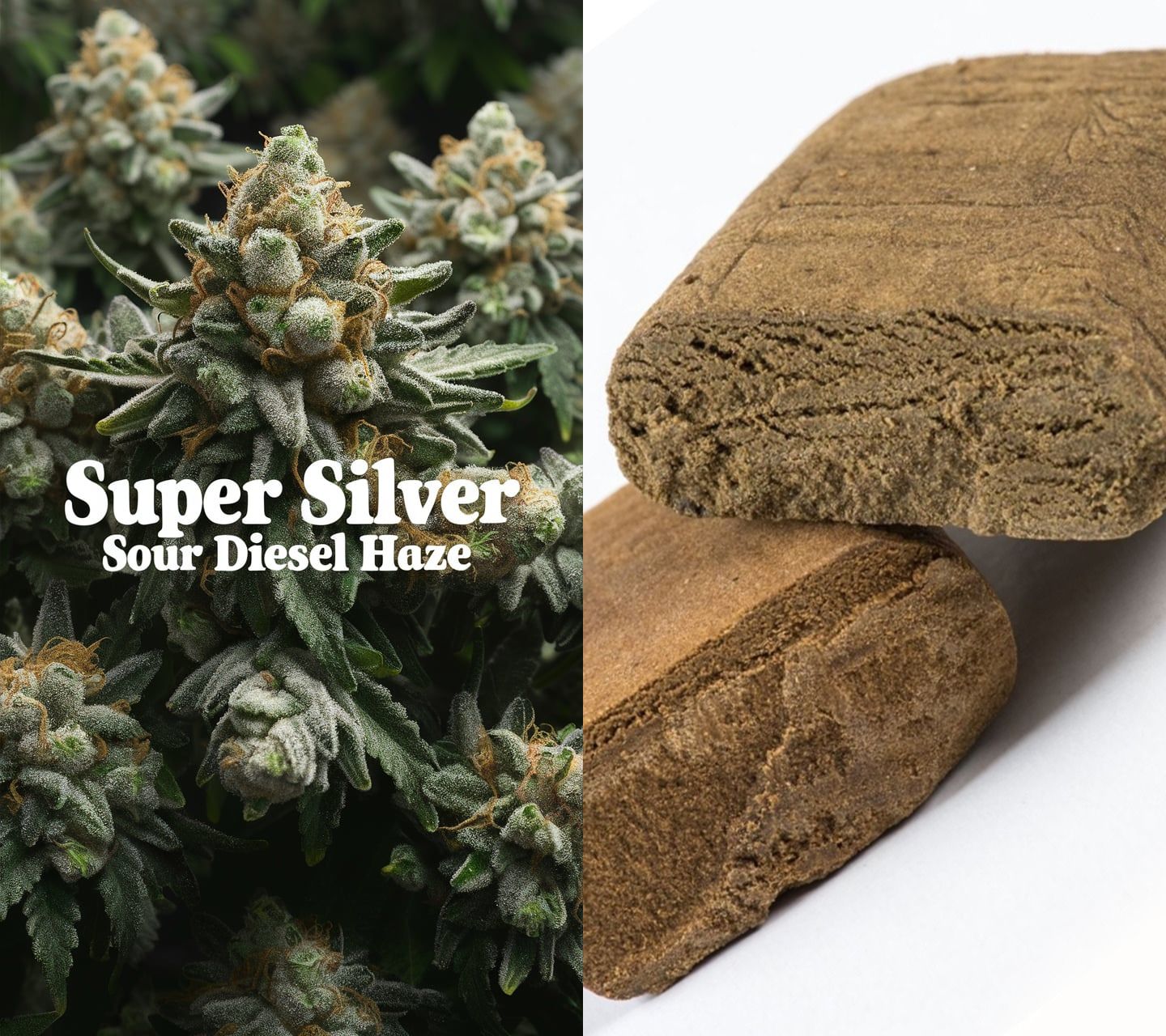 Super Silver Sour Diesel Haze und Haschisch kaufen bei Rauch-Planet.de