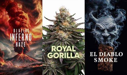 Blazing Inferno Haze Räuchermischung + Royal Gorilla + El Diablo Smoke