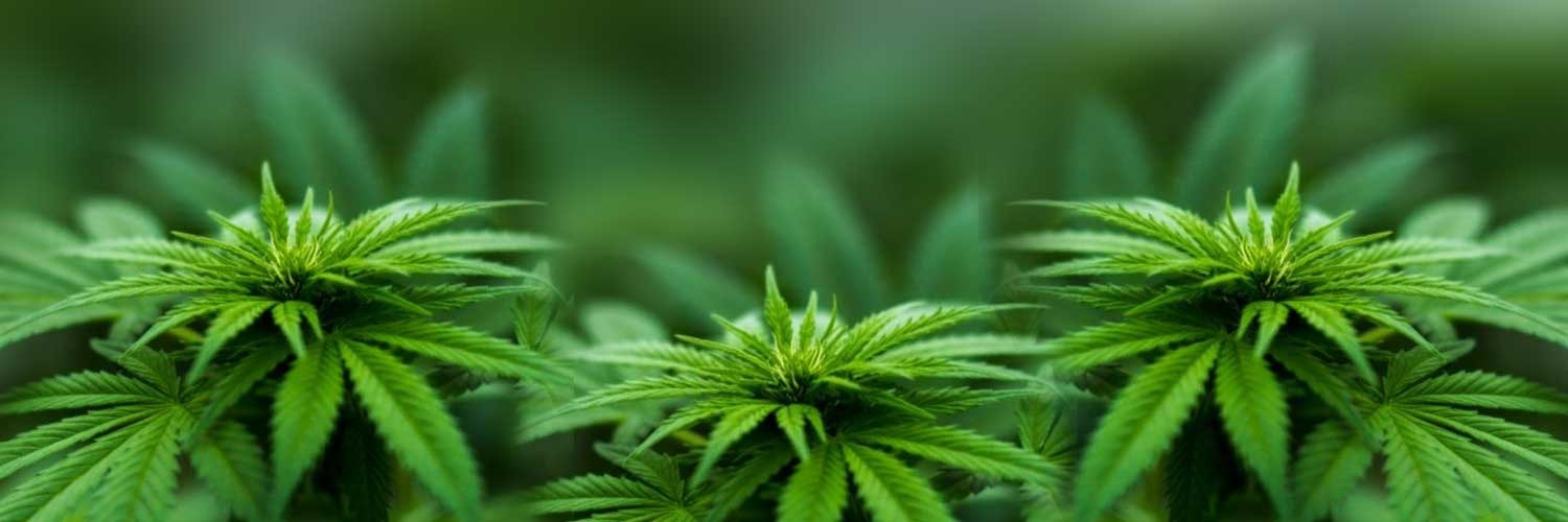 Cannabis und Räuchermischungen kaufen bei Rauch-Planet