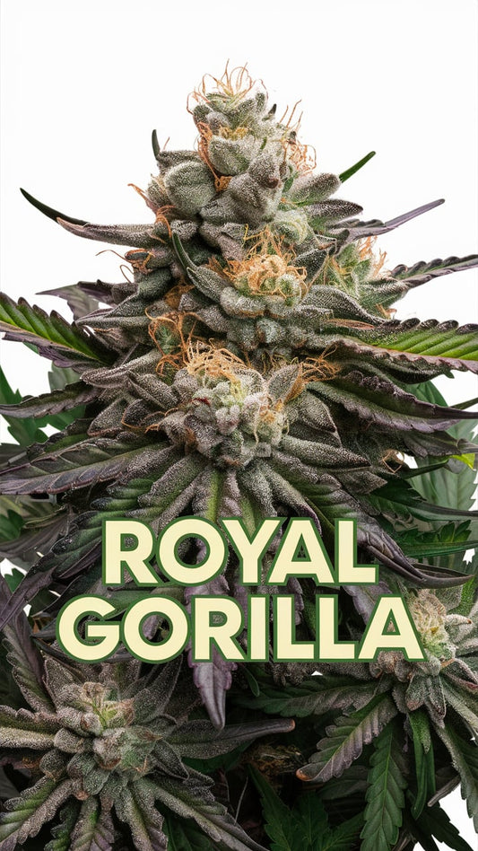 Royal Gorilla Blüten kaufen bei Rauch-Planet.de