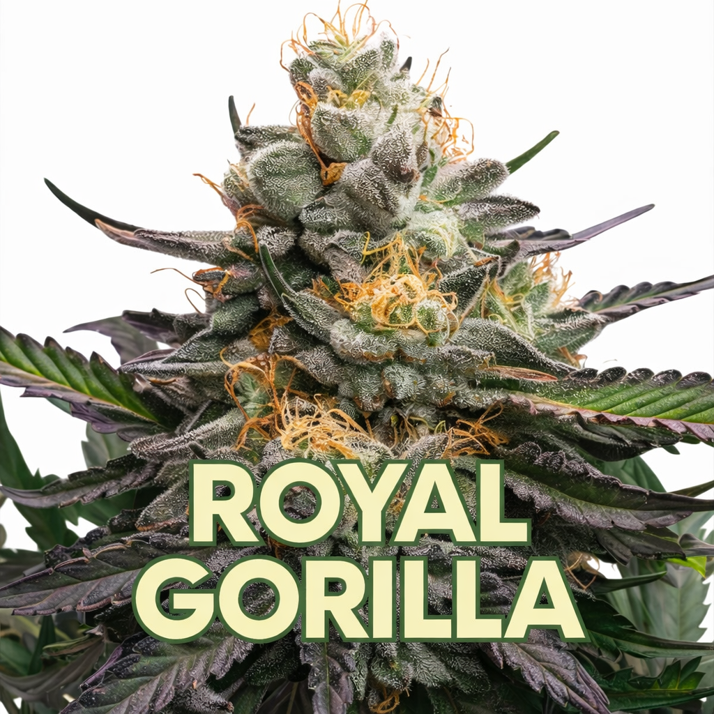 Royal Gorilla Cannabis Blüten kaufen extrem stark

Royal Gorilla Weed Diesel Aroma intensiv

hochwertige Royal Gorilla Cannabis Blüten