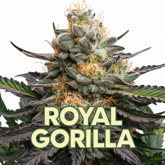 Royal Gorilla Cannabis Blüten kaufen extrem stark

Royal Gorilla Weed Diesel Aroma intensiv

hochwertige Royal Gorilla Cannabis Blüten