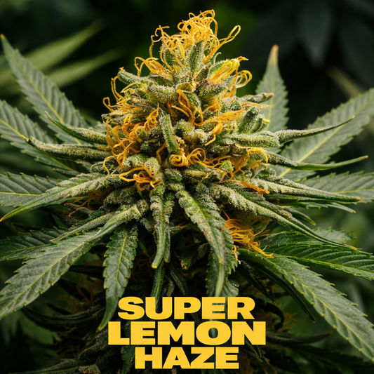 Super Lemon Haze Cannabis Blüten kaufen Citrus

Super Lemon Haze Weed stark Sativa Aroma

hochwertige Super Lemon Haze Cannabis Blüten