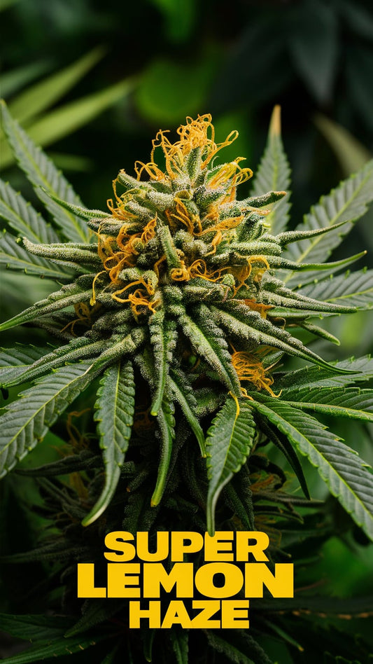 Super Lemon Haze kaufen bei Rauch-Planet.de